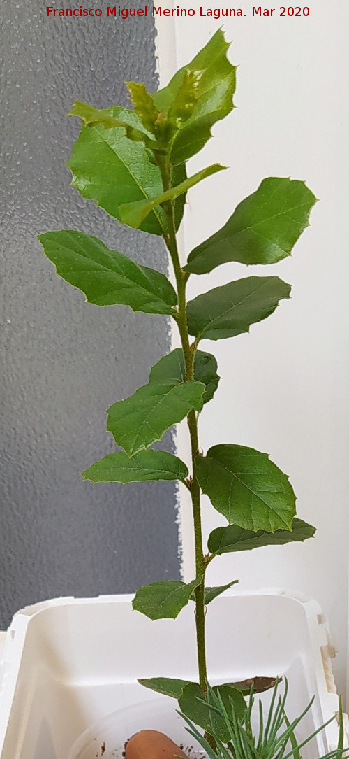 Alcornoque - Alcornoque. Los Villares