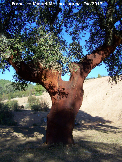 Alcornoque - Alcornoque. Torrealver - Navas de San Juan