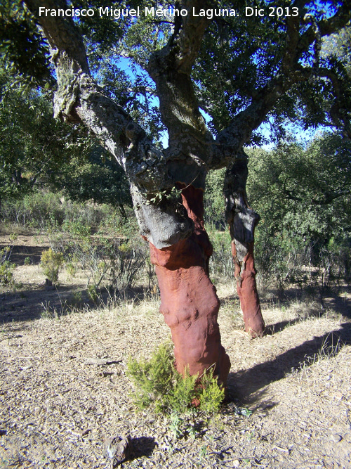 Alcornoque - Alcornoque. Torrealver - Navas de San Juan