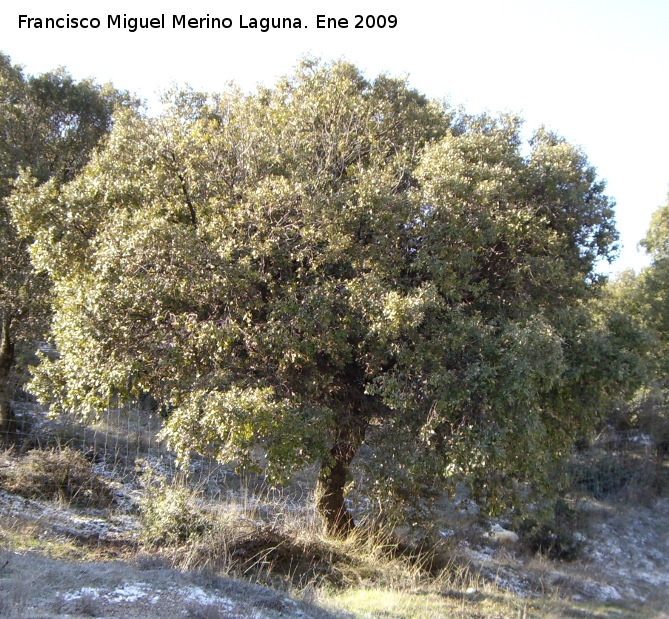 Encina - Encina. Valdepeas