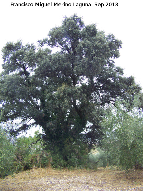 Encina - Encina. La Baizuela - Torredelcampo