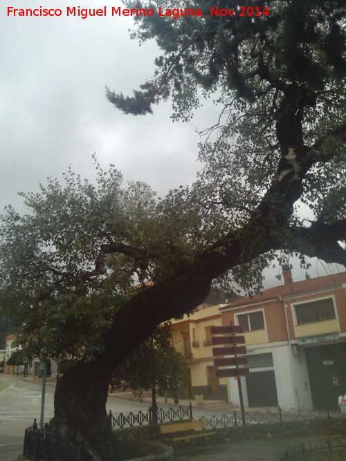 Encina - Encina. Encina Torcida de Orcera