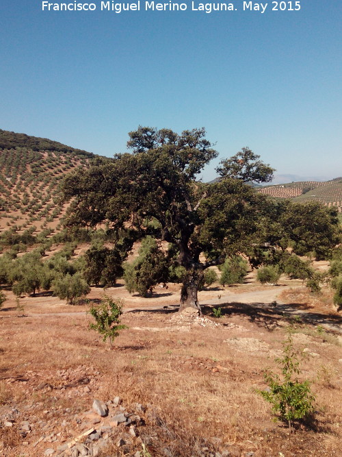 Encina - Encina. Cortijo del Bao - Castillo de Locubn