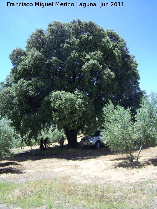 Encina - Encina. Encina de Juan el Canastero - Los Villares