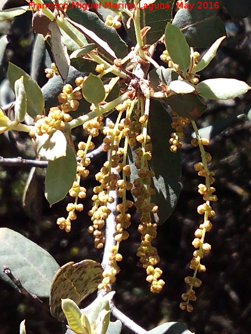 Encina - Encina. Flores. La Estrella - Navas de San Juan