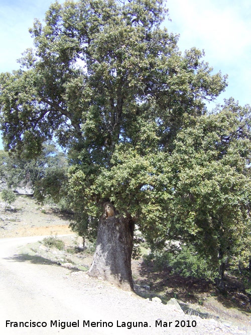 Encina - Encina. Tronco muy grueso. Cambil