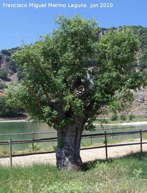 Encina - Encina. La Beata - Valdepeas