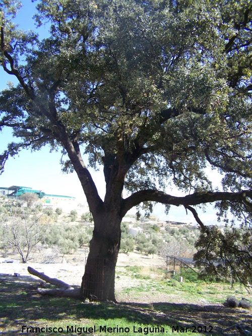 Encina - Encina. Paseo de los Adoquines - Albanchez de Mgina