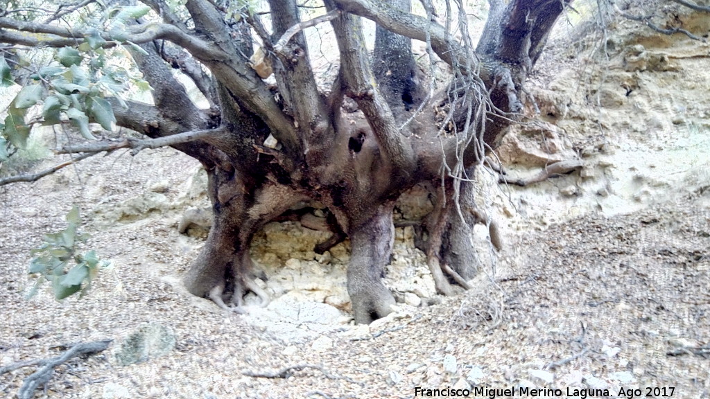 Encina - Encina. Tronco de la Encina del Tercero en Valdepeas de Jan