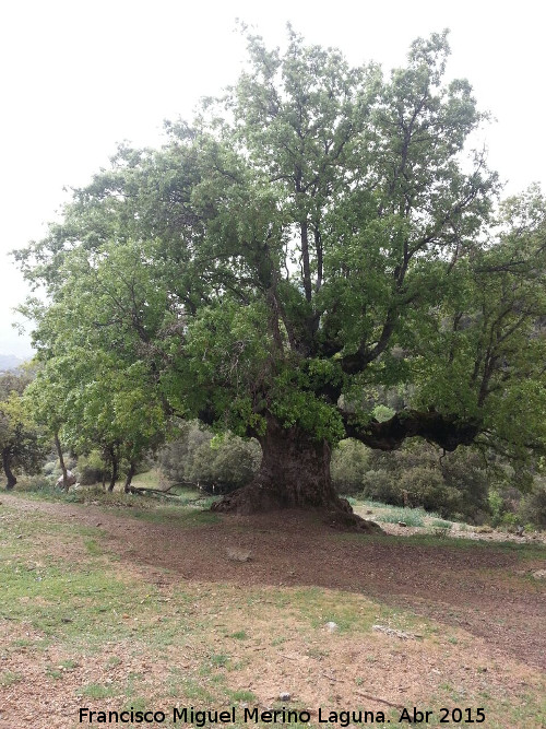 Quejigo del Carbn - Quejigo del Carbn. 