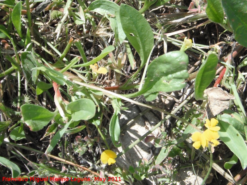 Coronilla repanda - Coronilla repanda. Cerro de los Lirios - Jan