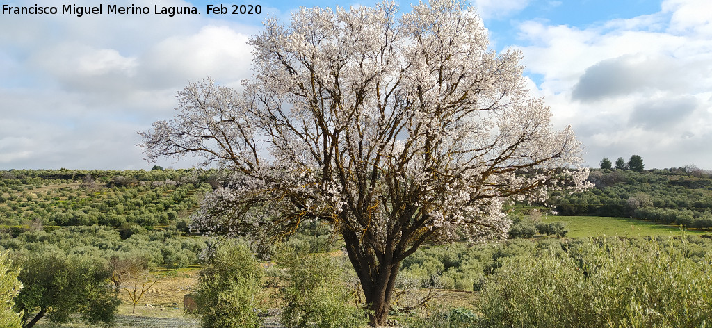 Almendro de la Monea - Almendro de la Monea. 