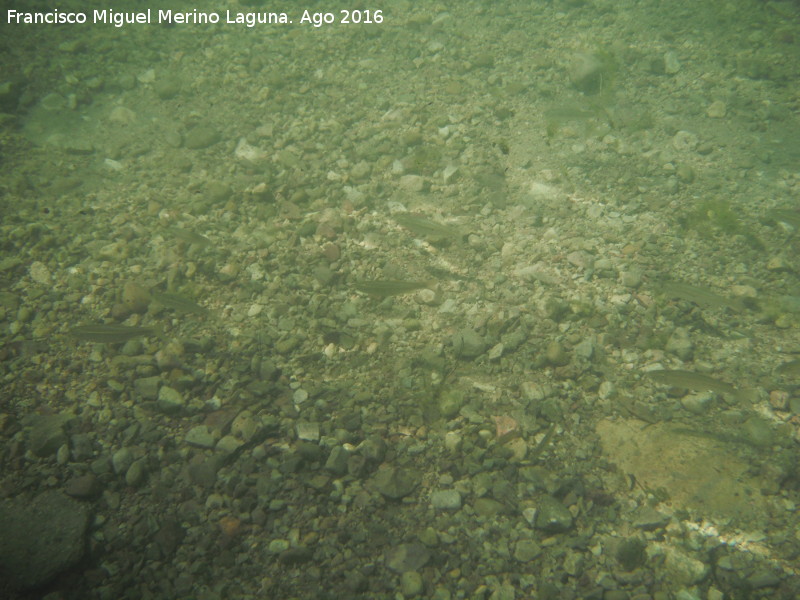 Charco de la Pringue - Charco de la Pringue. Peces alevines