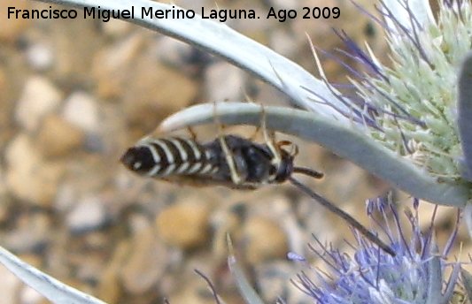 Abeja cuco - Abeja cuco. Prado Maguillo (Santiago - Pontones)