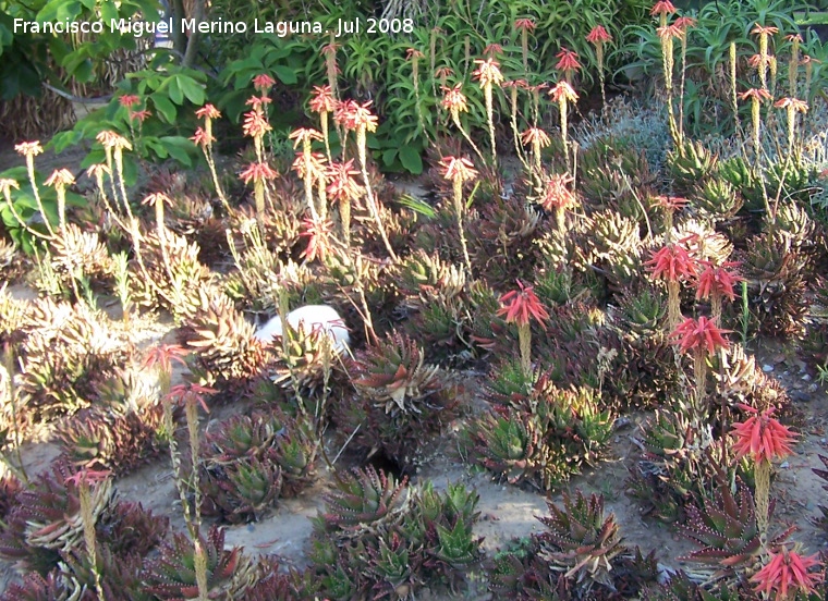 Cactus Aloe diente de cocodrilo - Cactus Aloe diente de cocodrilo. Benalmdena