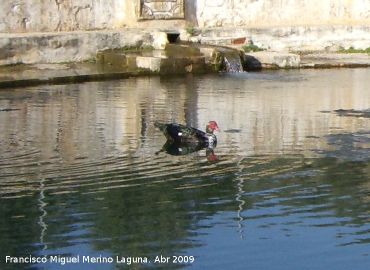 Pjaro Pato criollo - Pjaro Pato criollo. Navas de San Juan