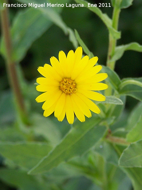 Calndula silvestre - Calndula silvestre. Alharilla - Porcuna