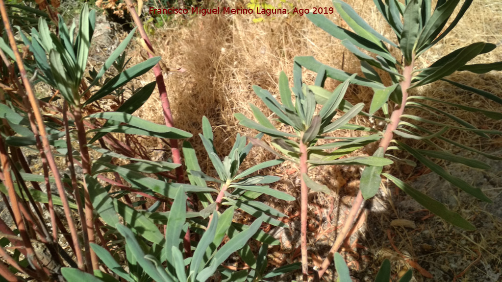 Lecheterna de bosque - Lecheterna de bosque. Casa Forestal del Ro Caamares - La Iruela