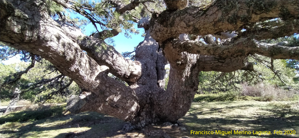 Pino de la Entrega - Pino de la Entrega. Tronco