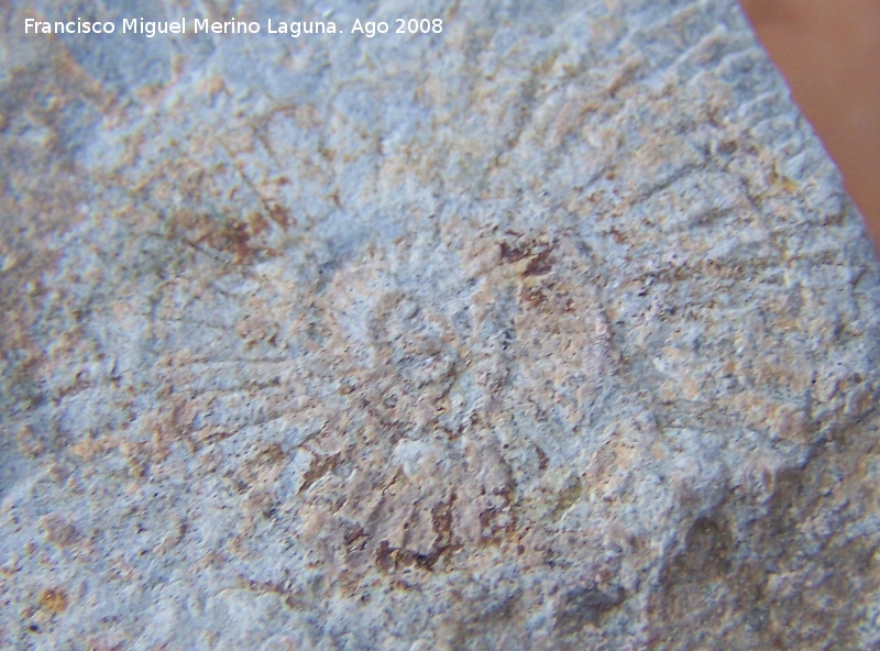 Ammonites Dactylioceras - Ammonites Dactylioceras. Los Villares