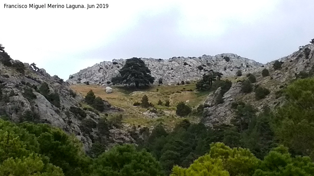 Pino de la Cigarra - Pino de la Cigarra. 