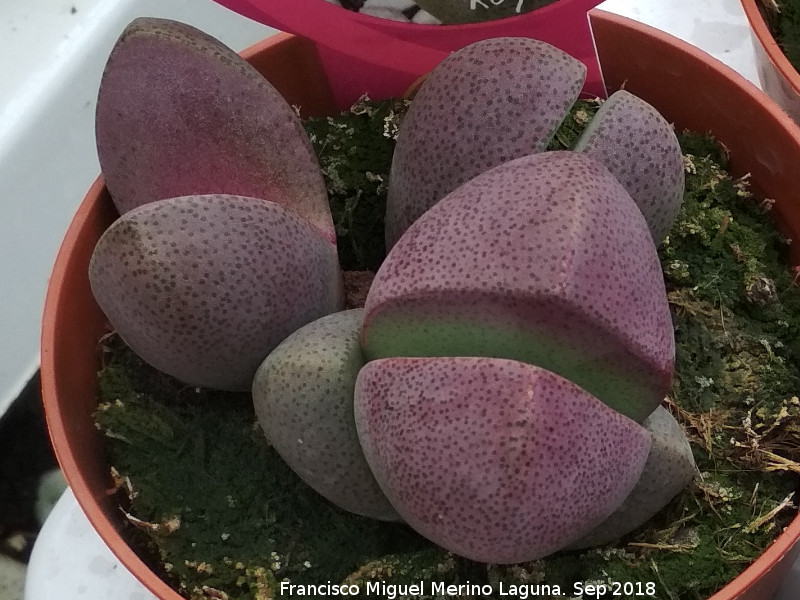 Pleiospilos nelii - Pleiospilos nelii. Invernadero en Jan