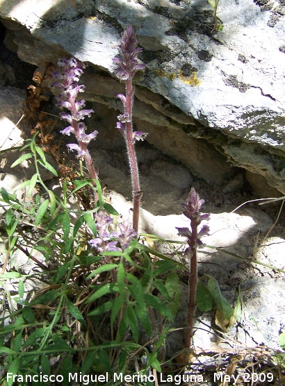 Esprrago de loba - Esprrago de loba. Los Caones. Jan