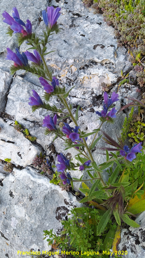 Viborera buglosa - Viborera buglosa. La Veleta - Los Villares