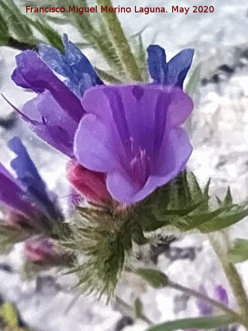 Viborera buglosa - Viborera buglosa. La Veleta - Los Villares