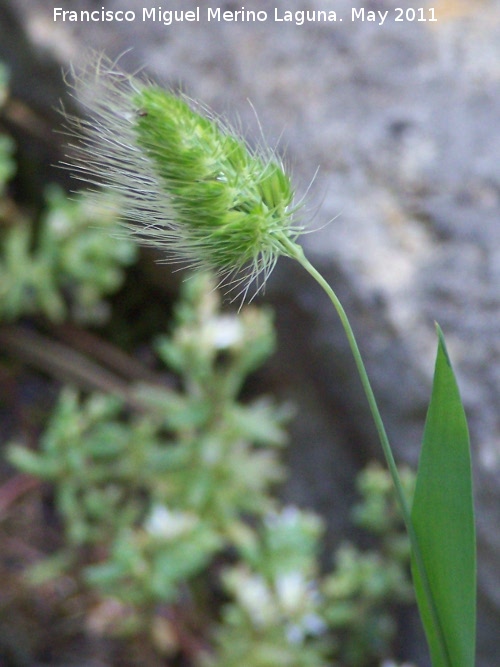 Cynosurus elegans - Cynosurus elegans. Cerro Carluca - Bdmar