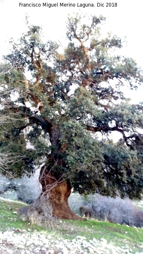 Encina Gorda de Fuenfra - Encina Gorda de Fuenfra. 