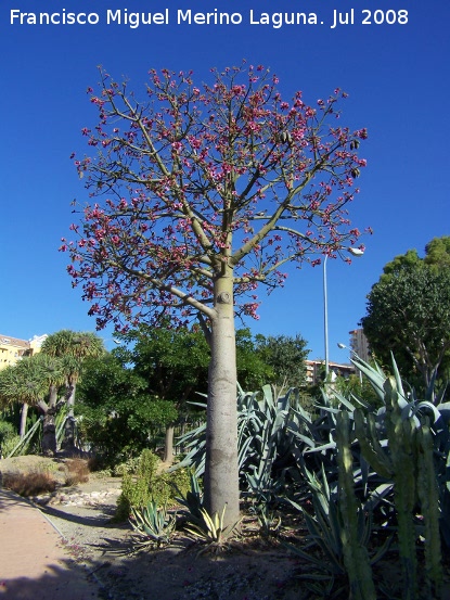 Brachichito rosa - Brachichito rosa. Benalmdena