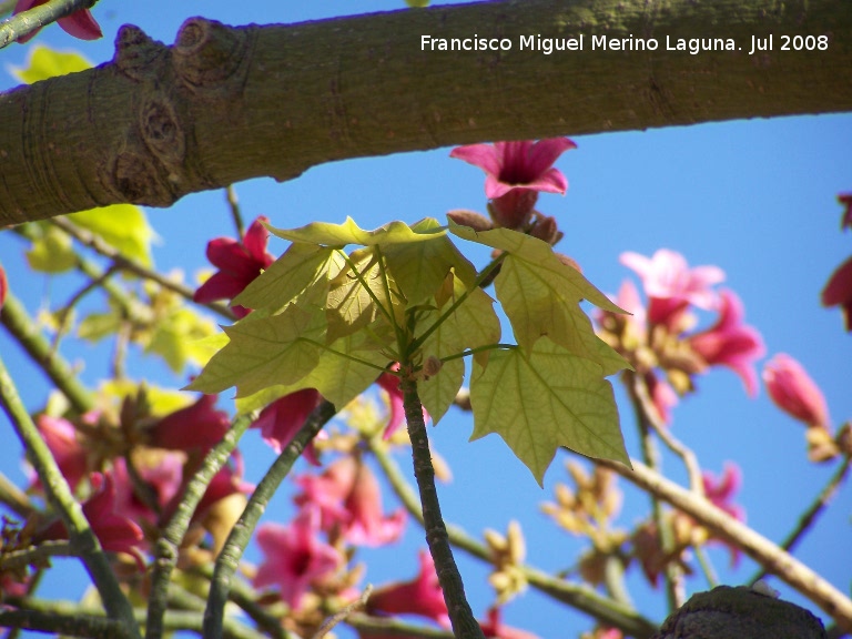 Brachichito rosa - Brachichito rosa. Benalmdena