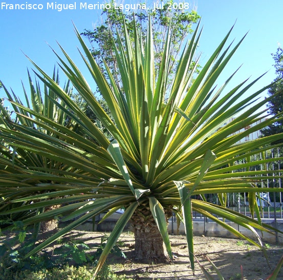 Maguey de Shelj - Maguey de Shelj. Benalmdena