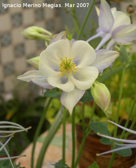 Aguilea caeruela - Aguilea caeruela. Navas de San Juan