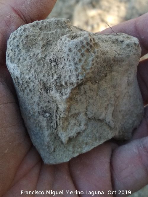 Coral Isatraea - Coral Isatraea. La Veleta - Los Villares