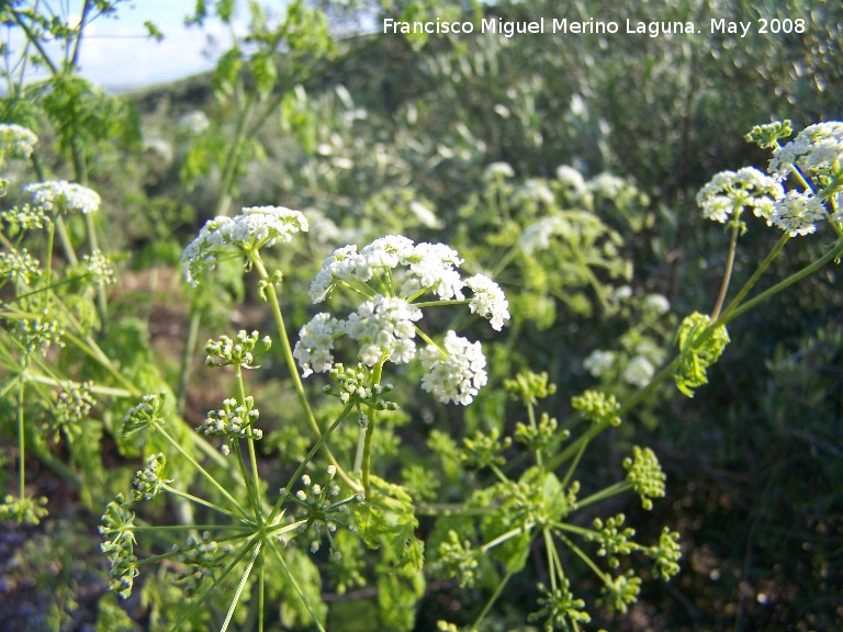 Cicuta - Cicuta. Navas de San Juan