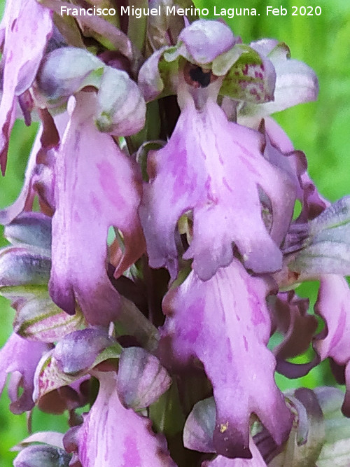 Orqu�dea gigante - Orqu�dea gigante. Flores. Cuatro Picos - Ja�n