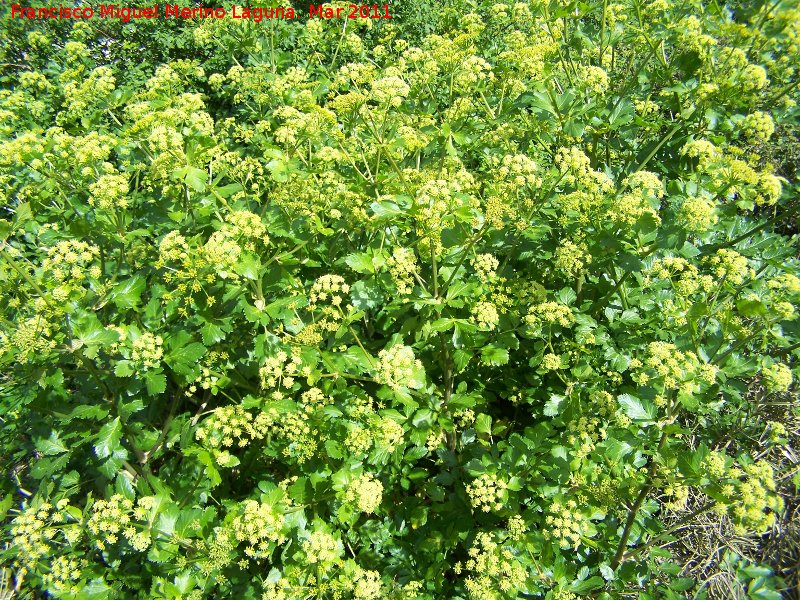 Anglica silvestre - Anglica silvestre. La Cerradura - Los Villares