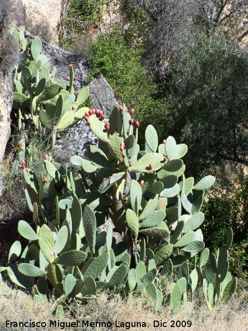 Cactus Chumbera - Cactus Chumbera. Villanueva de las Torres