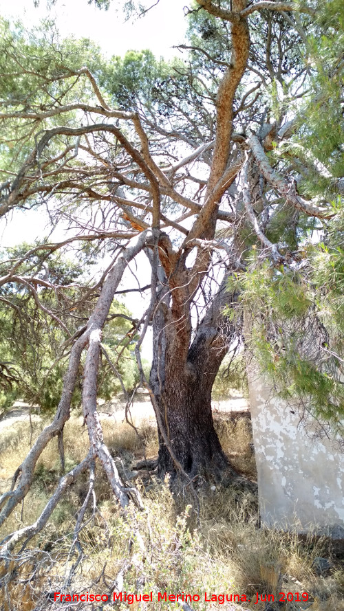 Pino de los Yesares - Pino de los Yesares. 