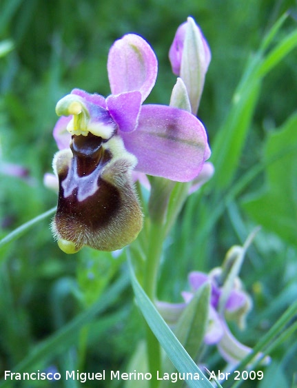 Orqudea avispa - Orqudea avispa. Los Villares