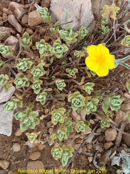 Helianthemum oelandicum - Helianthemum oelandicum. Raspa de Caballo Torraso - Iznatoraf