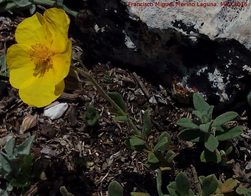 Helianthemum oelandicum - Helianthemum oelandicum. Banderillas - Santiago Pontones