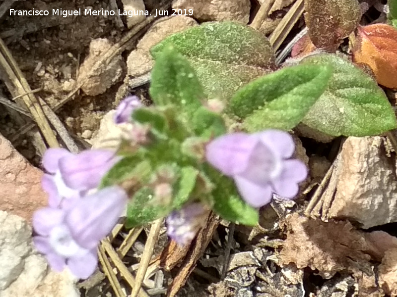 Acinos alpinus - Acinos alpinus. Caballo Torraso - Villanueva del Arzobispo