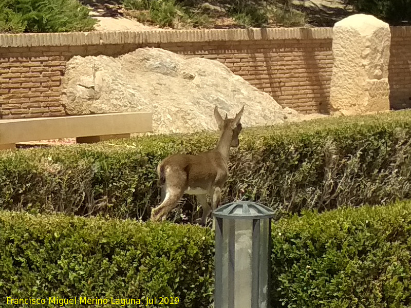 Jardn de los Baos - Jardn de los Baos. Cabra montesa