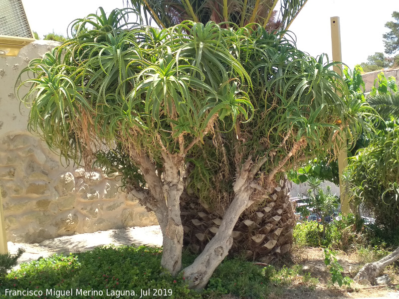 Aloidendron barberae - Aloidendron barberae. Castillo de Santa Brbara - Alicante