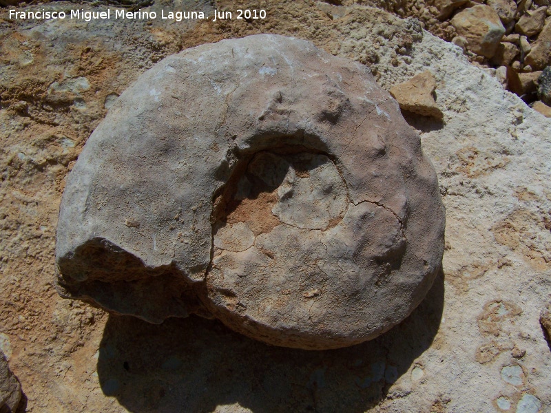 Ammonites Aspidoceras - Ammonites Aspidoceras. Arroyo Padilla - Jan