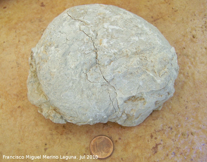 Ammonites Phylloceras - Ammonites Phylloceras. Arroyo Padilla - Jan