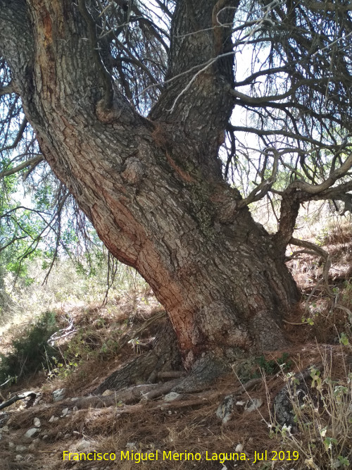 Encina de la Tinaja - Encina de la Tinaja. Tronco